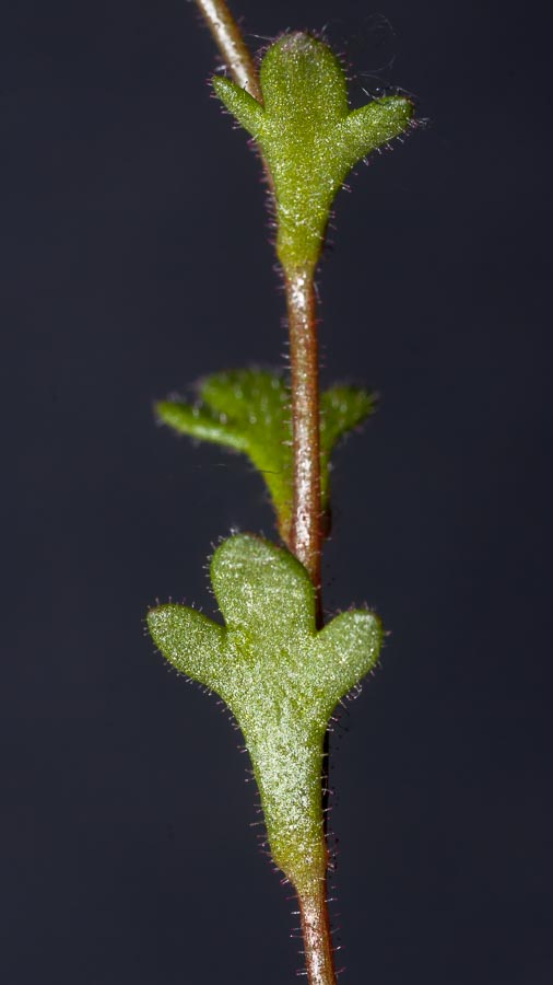 Fiore in paese:   Saxifraga tridactylites